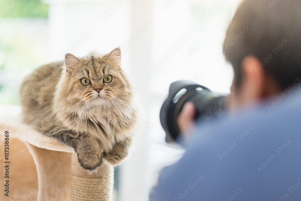 photographer taking a photo of persian cat