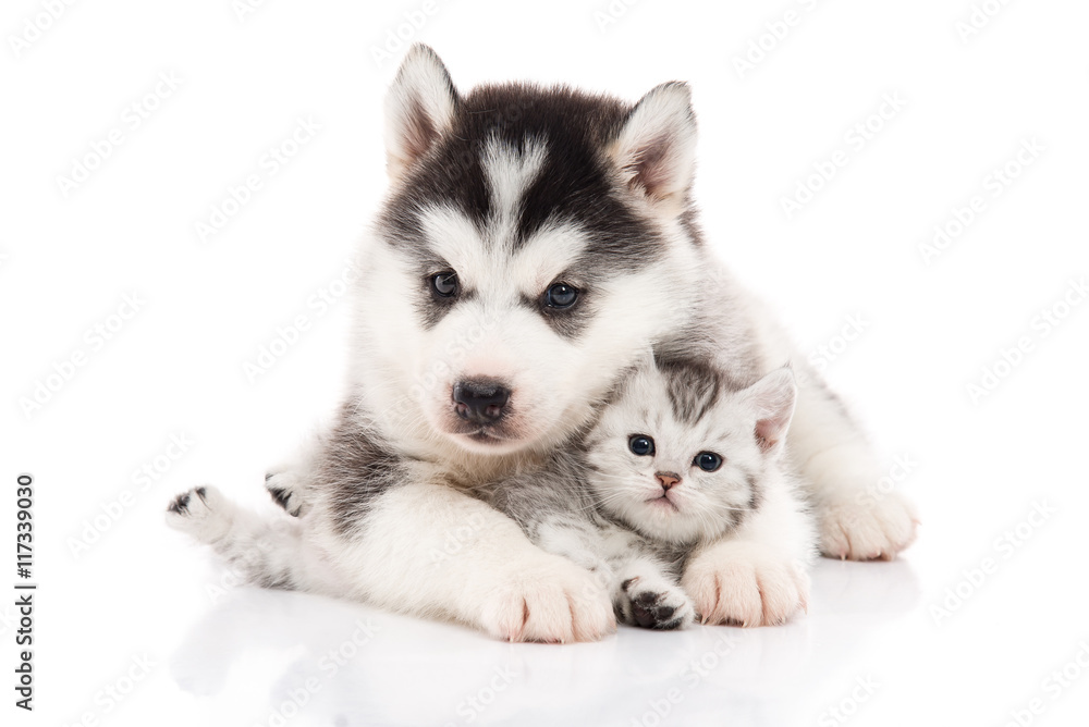 可爱的西伯利亚哈士奇小狗拥抱可爱的小猫