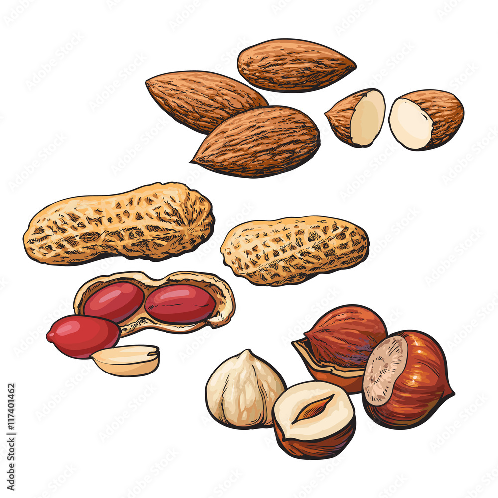 Collection of almond, hazelnut and peanut heaps vector illustration isolated on white background. Se