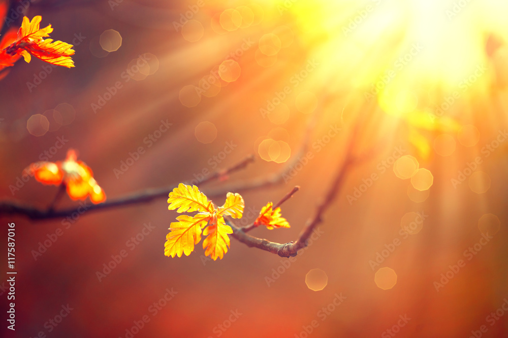 秋天的背景是五颜六色的树叶和太阳耀斑