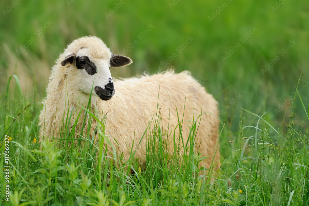 夏日田野上的羊群