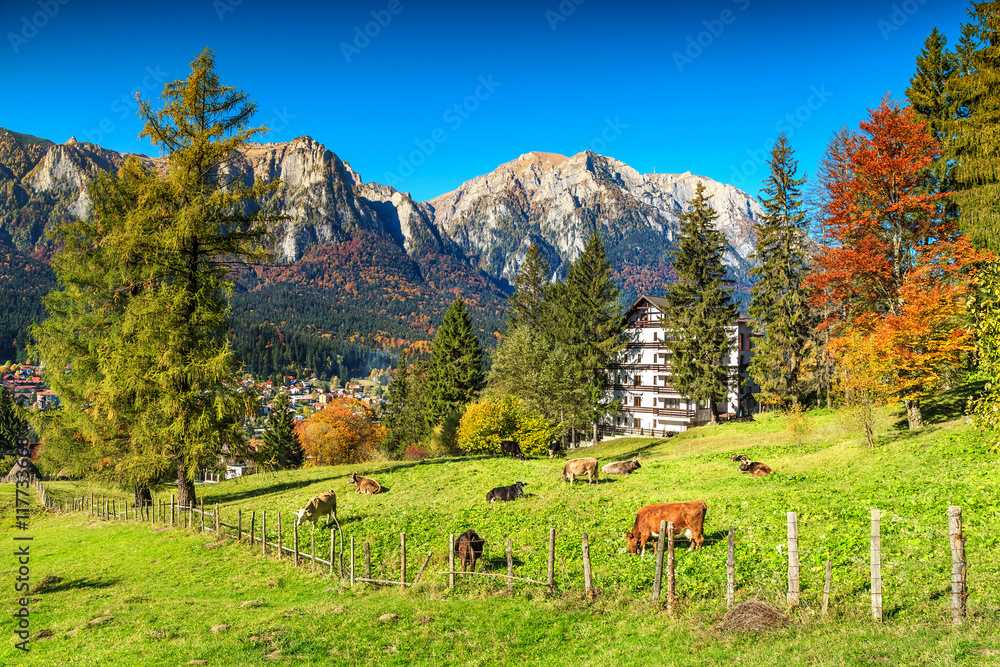 美丽的绿色田野，奶牛在吃草，巴斯特尼，特兰西瓦尼亚，罗马尼亚，欧洲