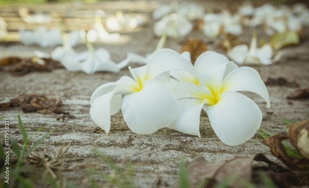 水泥地上的白莲花。
