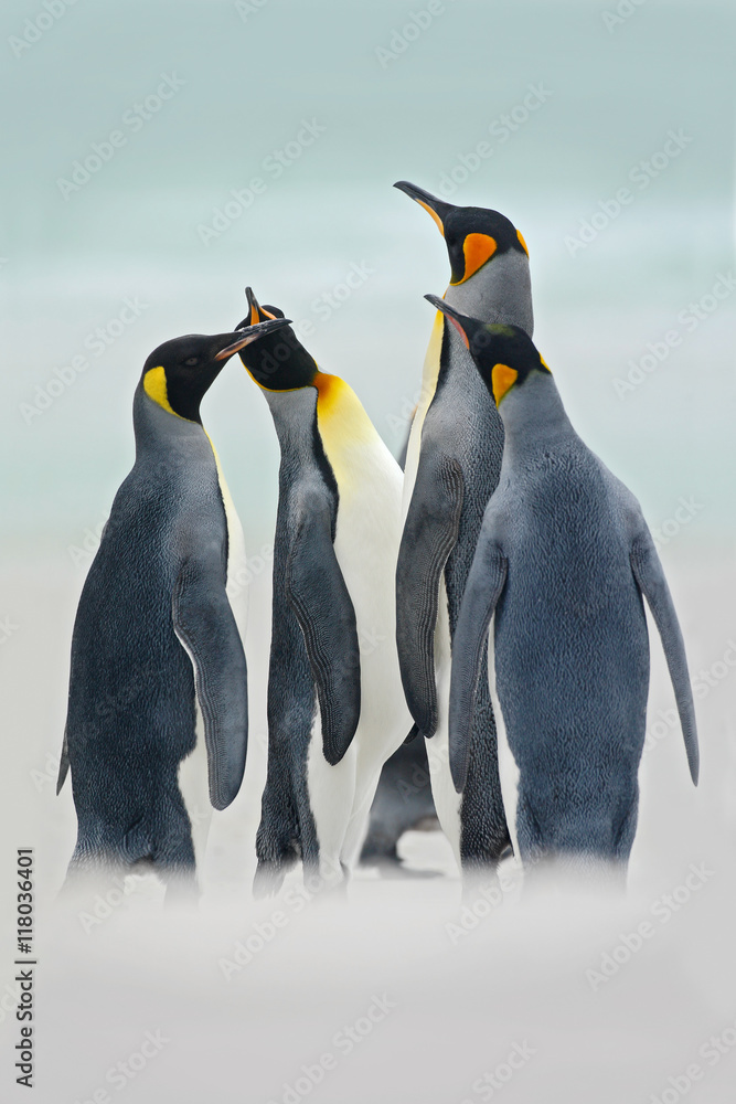 福克兰群岛志愿者点海洋中的王企鹅群。海洋中的王企鹅群