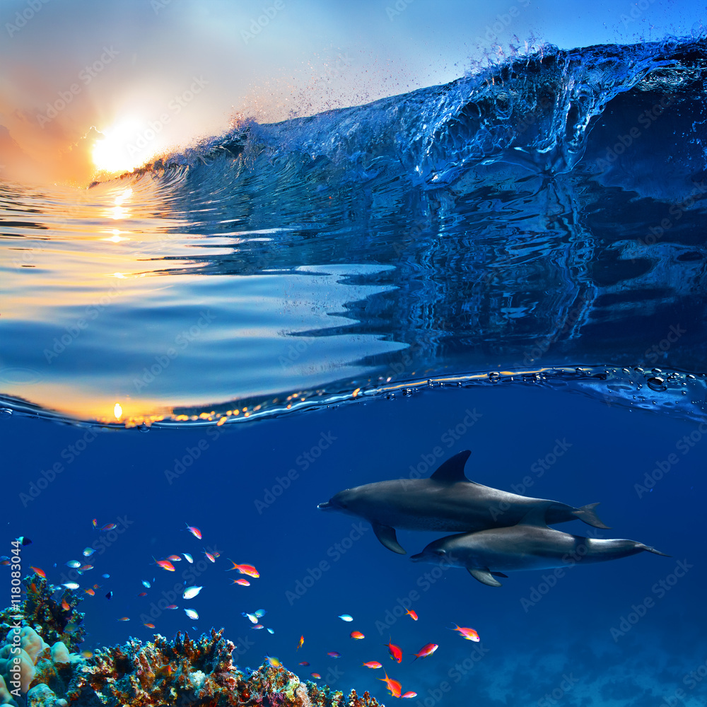 two beautiful dolphins swimming underwater through coral reef full of life with nice breaking wave