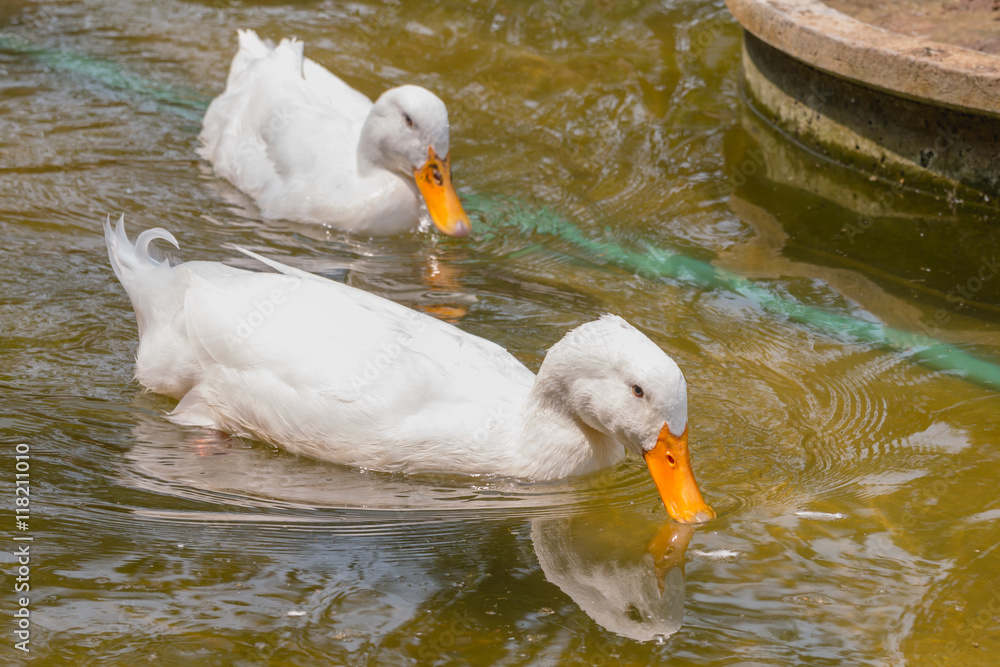 水中两只白鸭子，鸭子品种