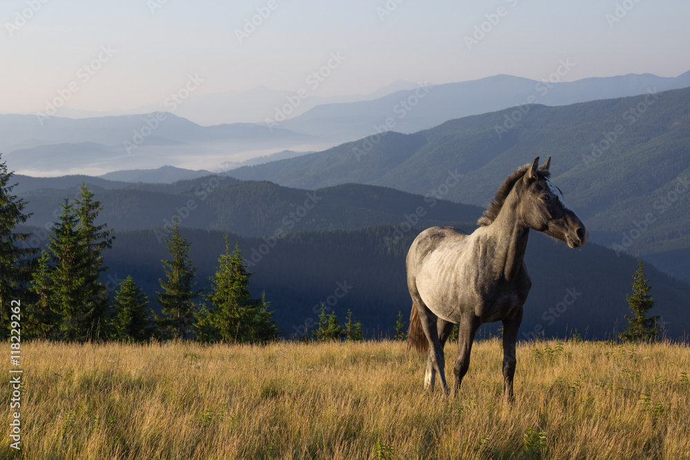 Beautiful morning landscape with the young horse