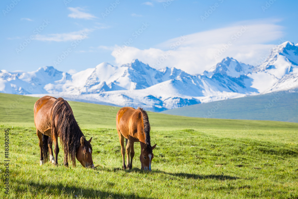 雪山下的马，高原上的牧场。