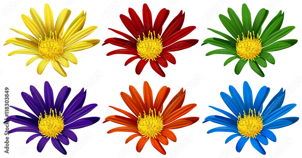 Flowers in six different colors