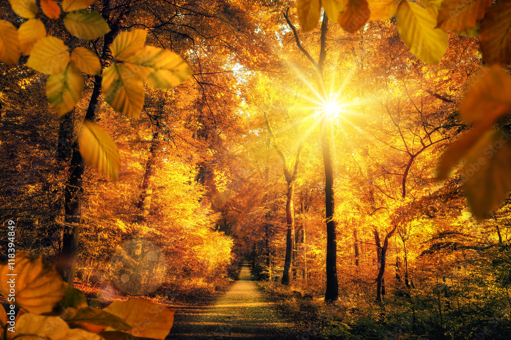 Goldener Herbst mit viel Sonne im Wald lädt zu einem Spaziergang ein