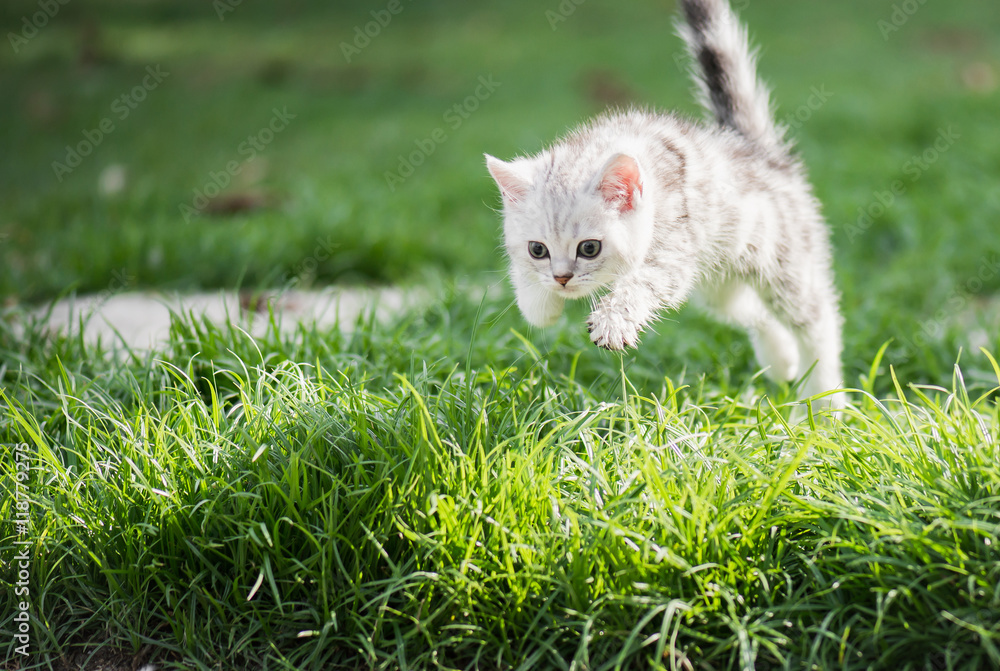 可爱的美国短发小猫跳跃