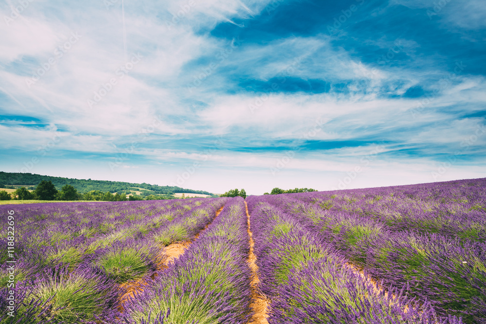普罗旺斯盛开的亮紫色薰衣草花田风景