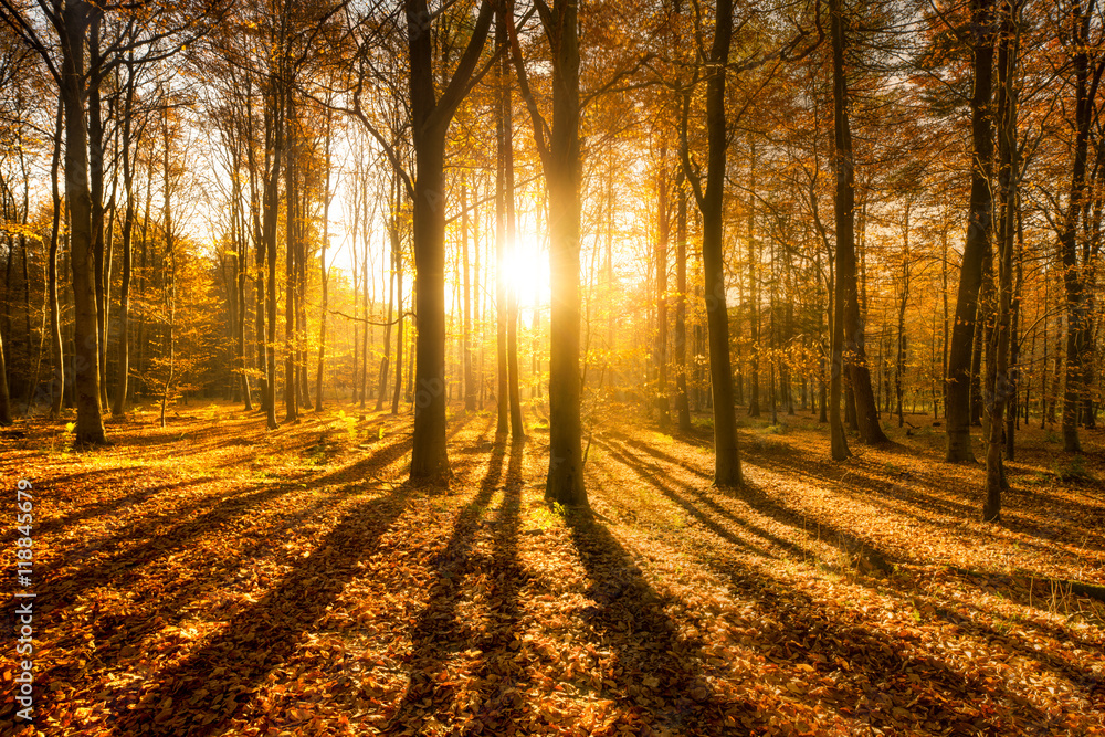 Herbstwald bei Sonnenschein