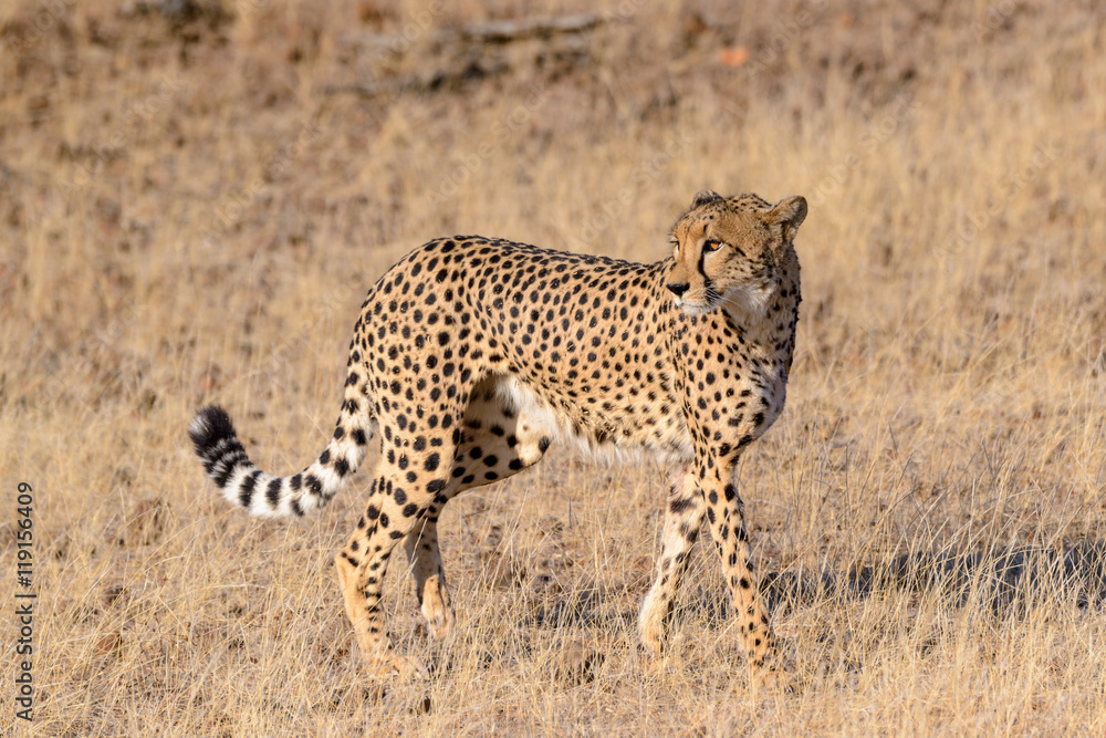 猎豹（Acinonyx jubatus）行走。马沙图禁猎区。北部图利禁猎区，博茨瓦纳