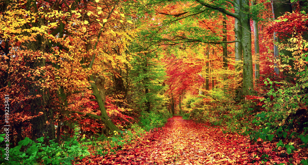Bunter Wald im Herbst lädt zu einem Spaziergang ein