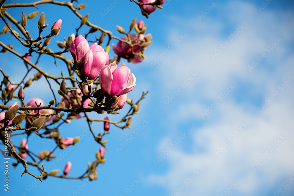 Branch of tulip magnolia flowers with blue sky on a sunny day