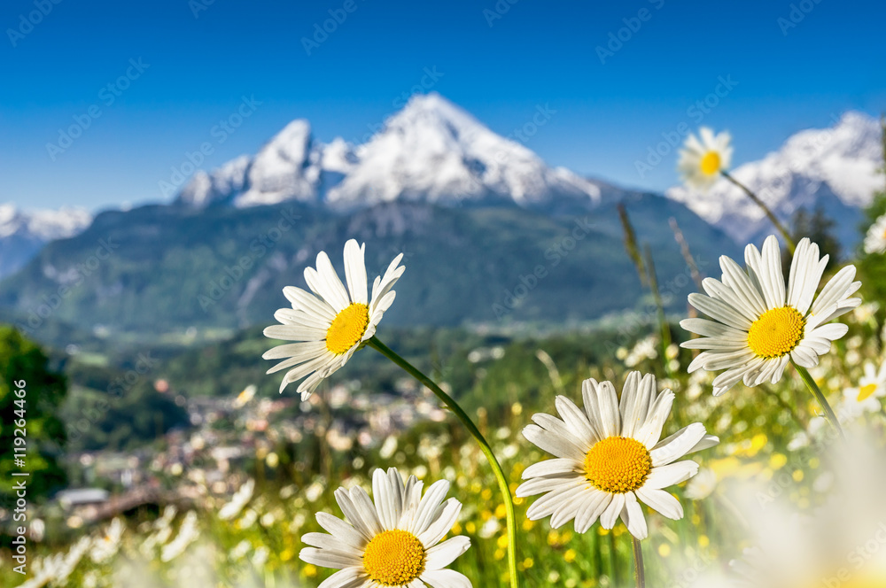 春天阿尔卑斯山上的山顶上盛开着美丽的花朵