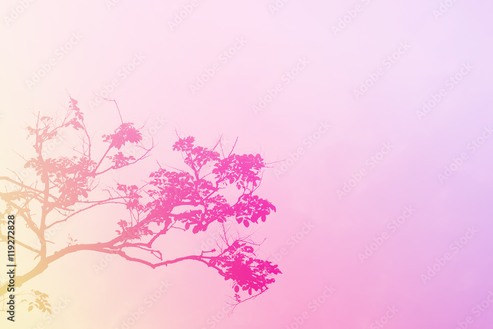 粉红色的干树背景