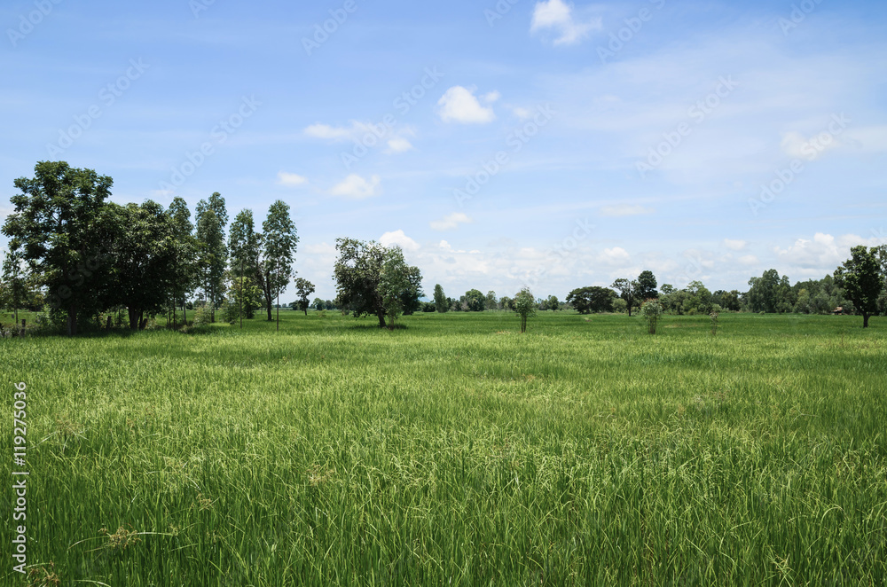 绿色稻田，美丽自然