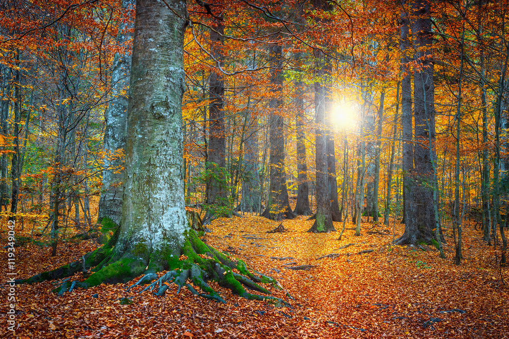 壮观的秋季彩色森林景观