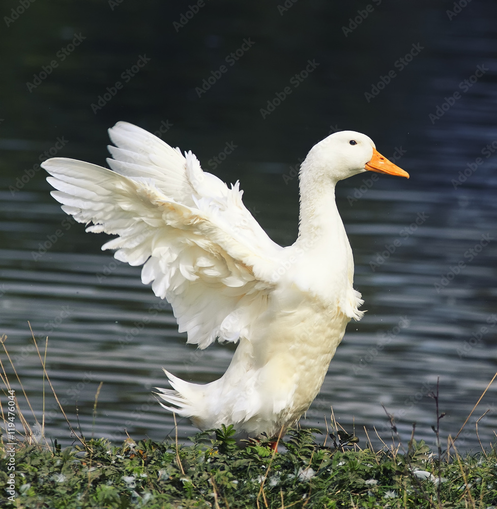 站在池塘岸边展开翅膀的白鹅