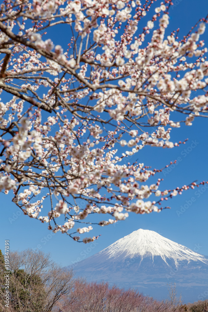 Chinese plum flower and Mountain Fuji in spring season..