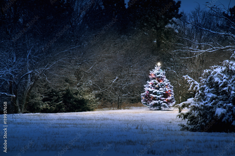这棵被雪覆盖的圣诞树在这棵雪覆盖的深蓝色色调的衬托下显得格外明亮