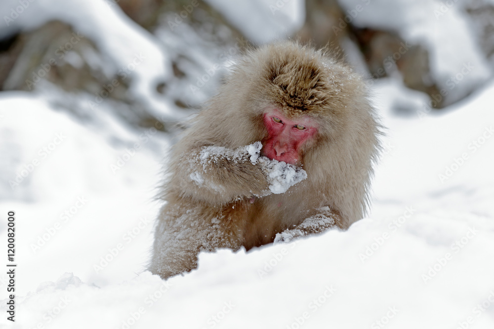 猴子日本猕猴，Macaca fuscata，坐在雪地上，日本北海道。与mon的冬季场景