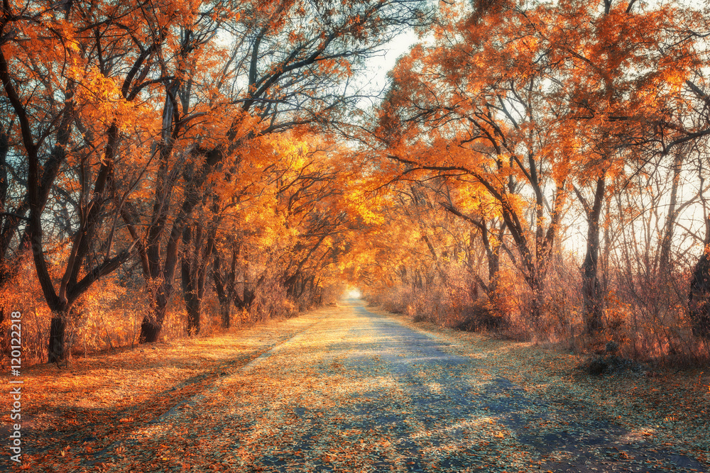 秋天的森林。日落时有乡村公路的森林。有树木的彩色景观，乡村公路，橙色