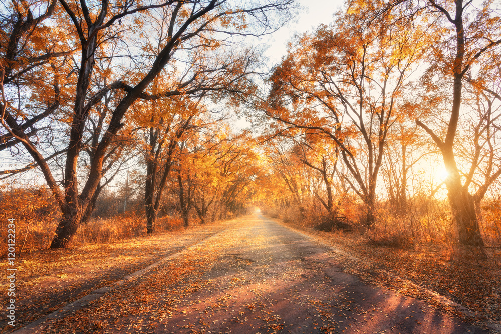 秋天的森林。日落时有乡村公路的森林。有树木的彩色景观，乡村公路，橙色