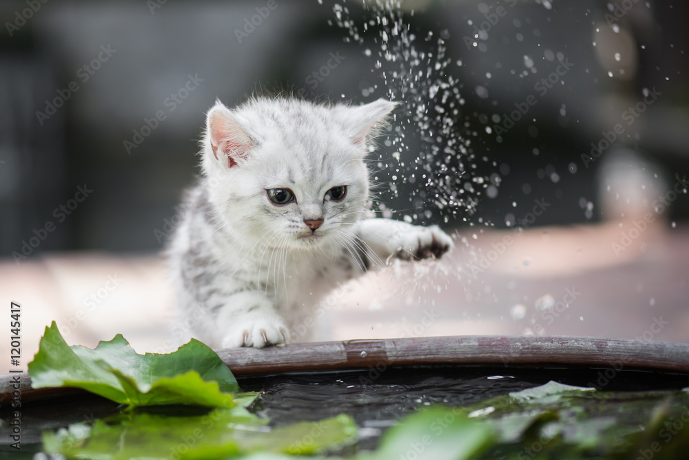 kitten shakes the water off its leg