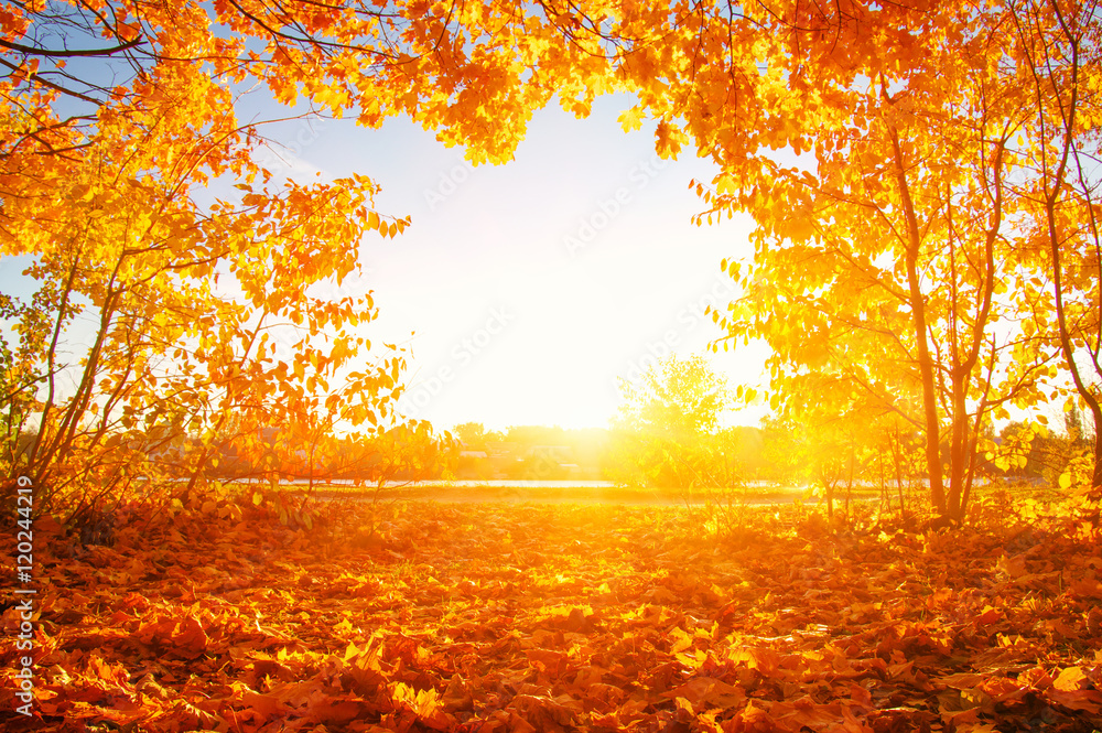 有阳光的秋树