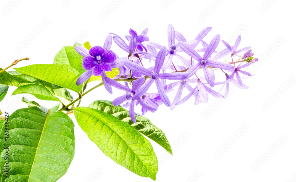 白色背景上的Petrea volubilis花，紫色藤本花