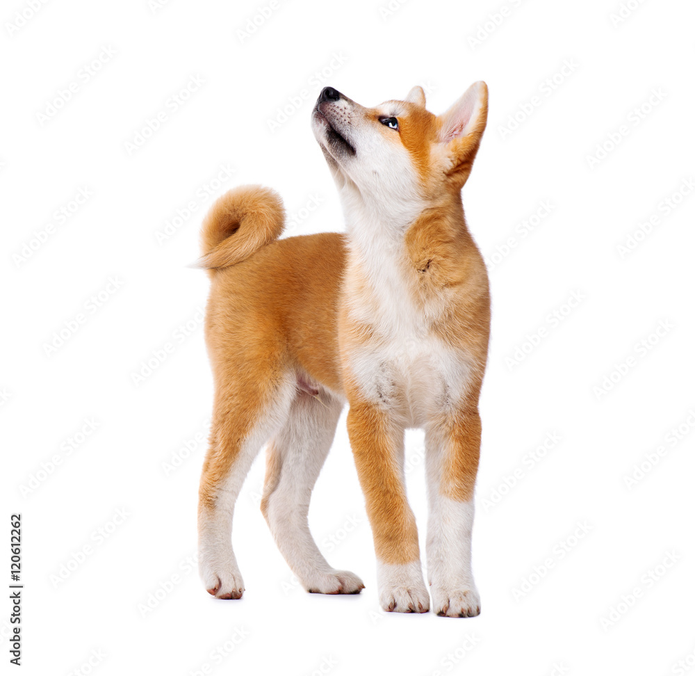 秋田犬纯种幼犬被隔离在白色背景上。Shiba Inu