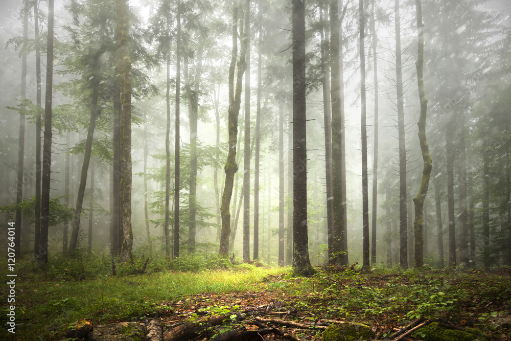 美丽的雾蒙蒙的森林景观和降雨。