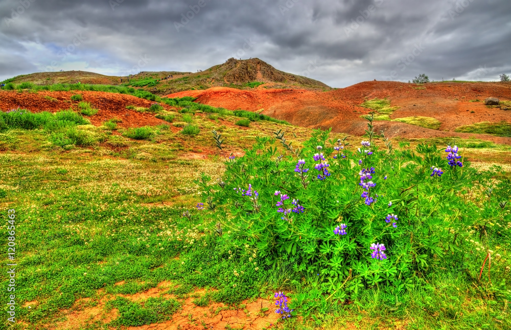 冰岛Haukadalur山谷的羽扇豆花