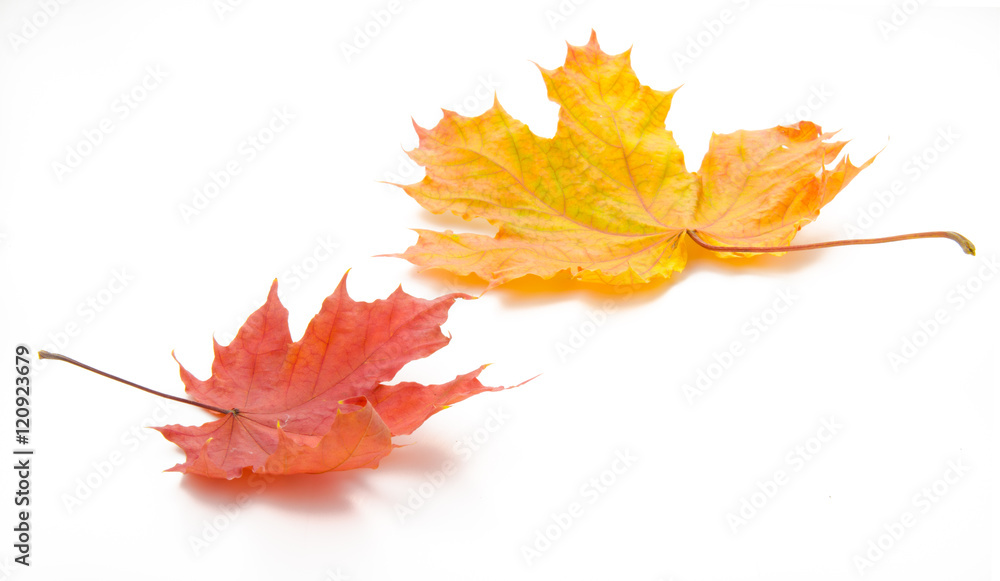 秋天。白色背景上的黄色和红色叶子