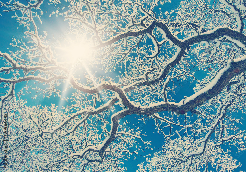 蓝天背景下被雪覆盖的树枝