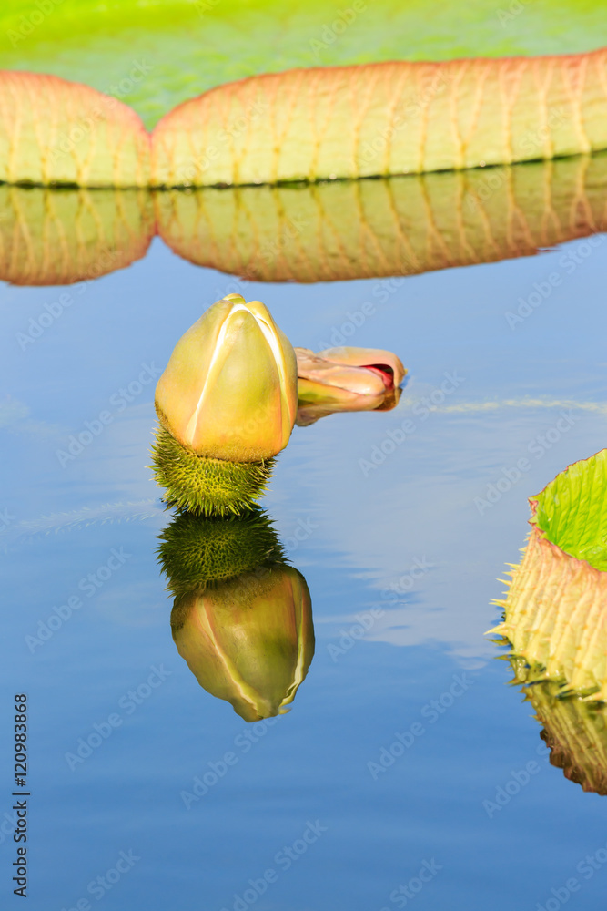 池塘里长着维多利亚莲或国王莲的叶子