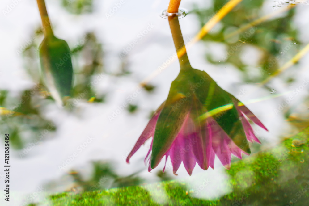 美丽的粉红色睡莲，池塘里长着水生植物