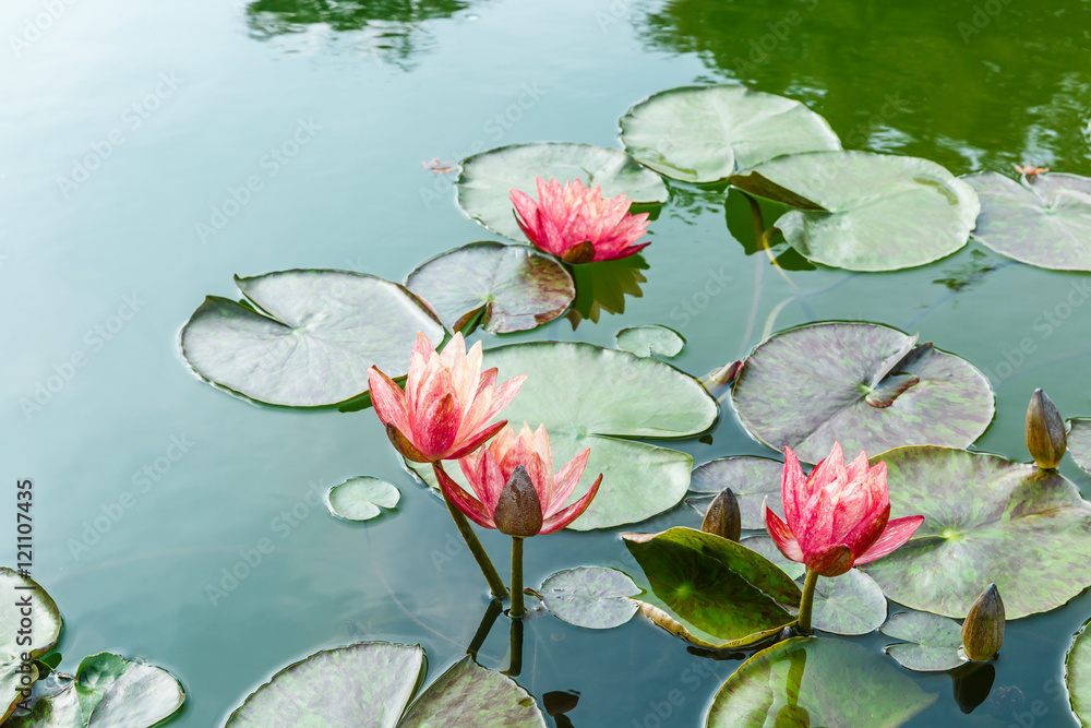 美丽的粉红色睡莲，池塘里长着水生植物