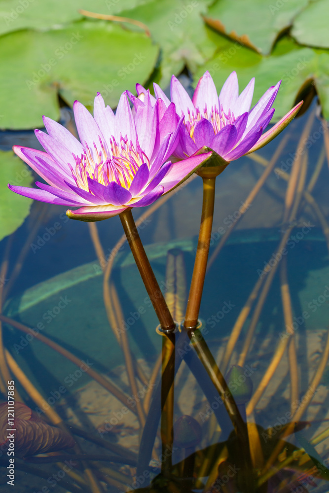 美丽的紫色睡莲，池塘里长着水生植物