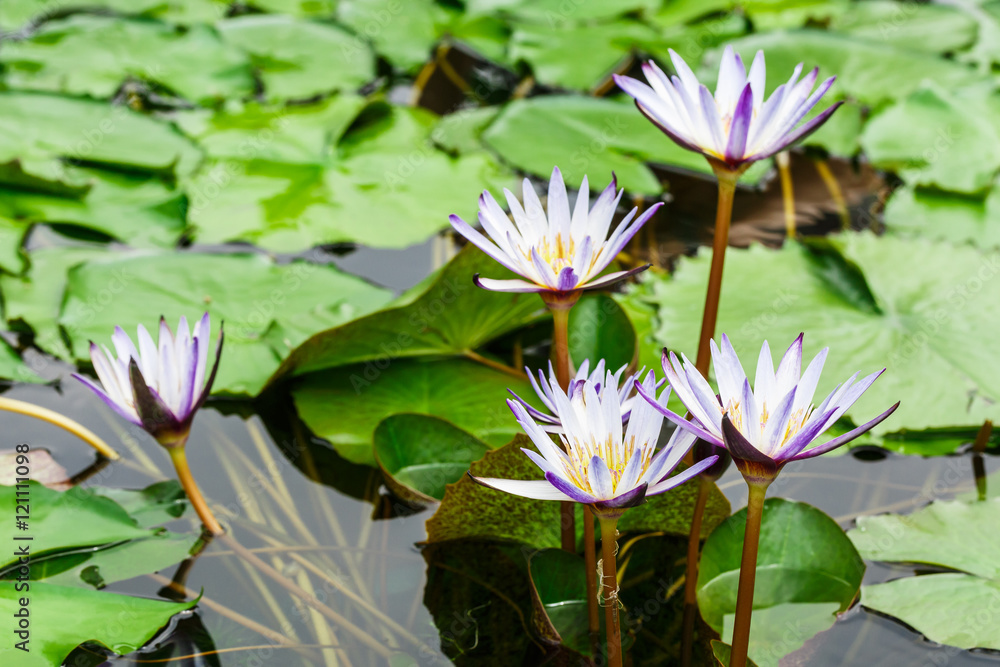 美丽的白睡莲，池塘里长着水生植物