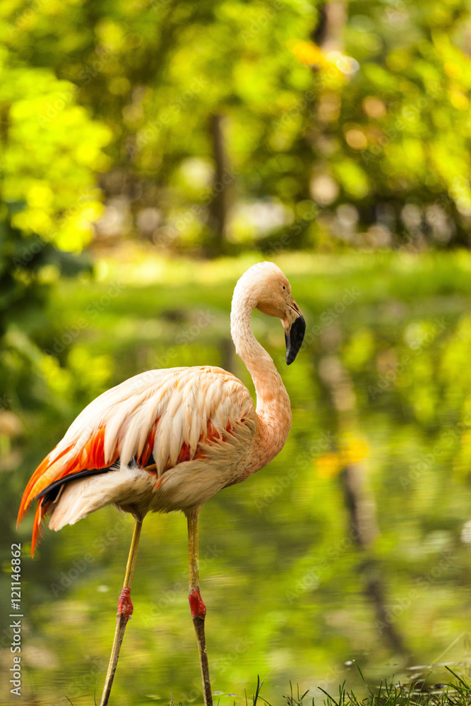 粉红色火烈鸟近水
