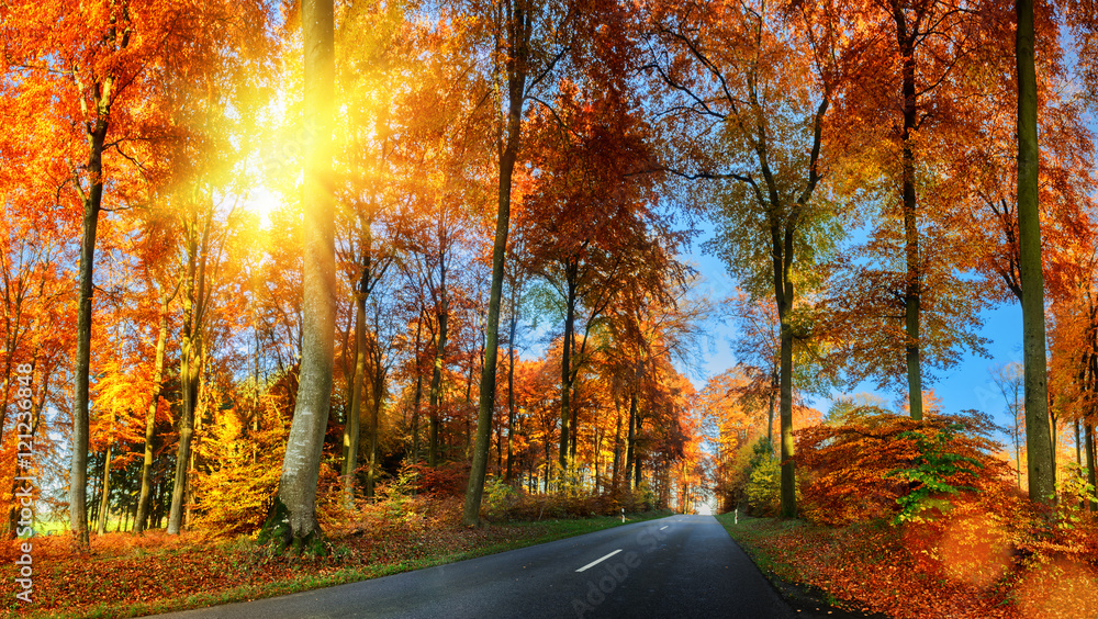 秋天的风景，橙色的乡村道路。自然背景