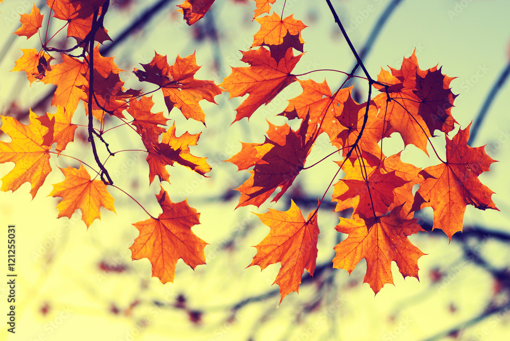 天空中的秋叶