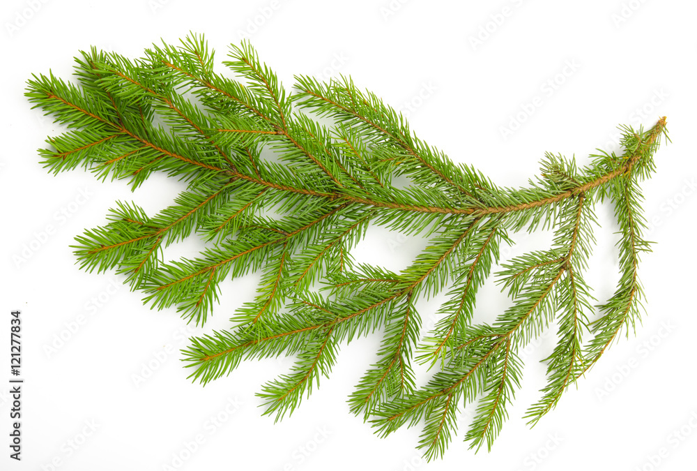 Pine branch isolated on white background. Top view.