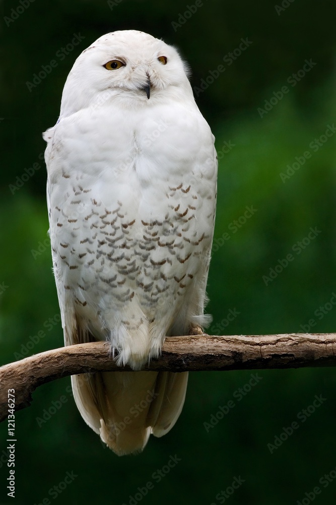 雪鸮，一种黄色眼睛的鸟，栖息在瑞典自然栖息地的树干上。白鸟wi
