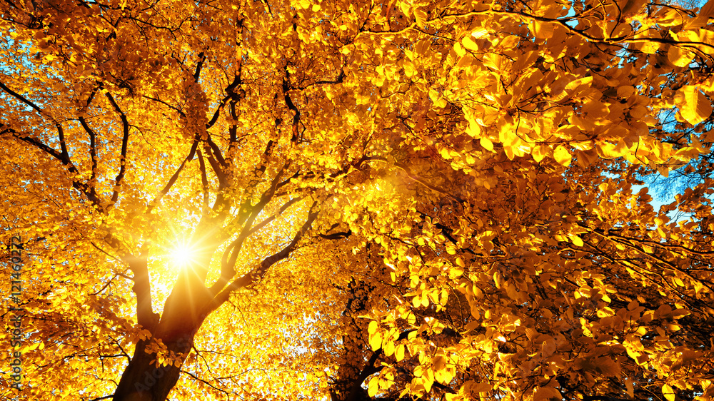 Buche im Herbst: der Baum wird von der Sonne im prächtigen Gelb durchleuchtet