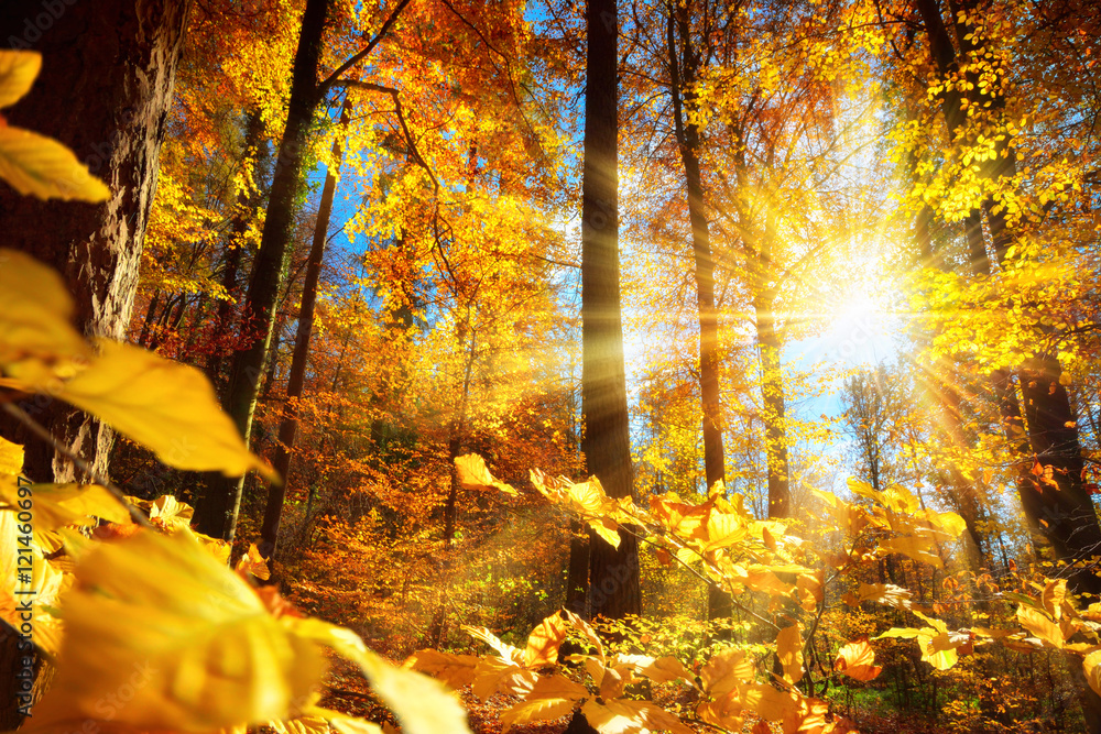 Strahlender Herbst im Wald mit viel Sonne und gold leuchtenden Blättern